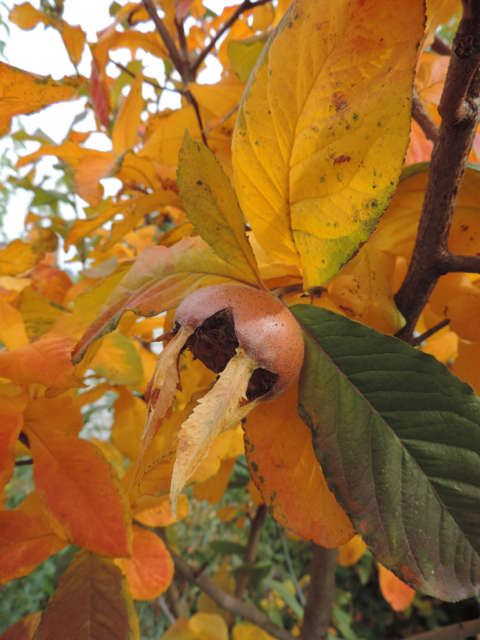 Mespilus germanica - medlar - May 18, 2014. Image: beechworthgardener.com