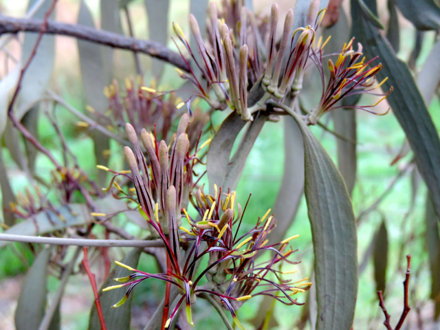 amyema pendula ssp pendula 140525 DSCN3229