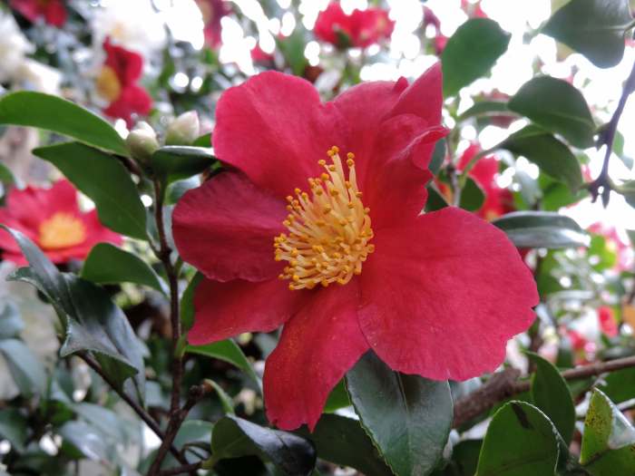 w-b garden camellia yuletide 2981